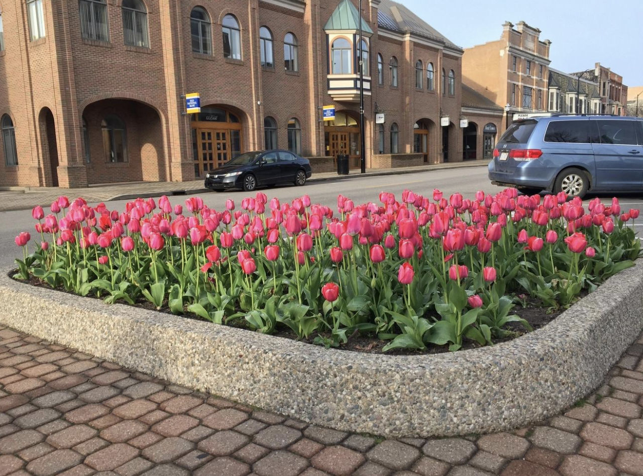Holland Tulips